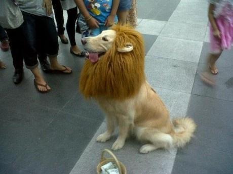 Eu juro que sou um leão!